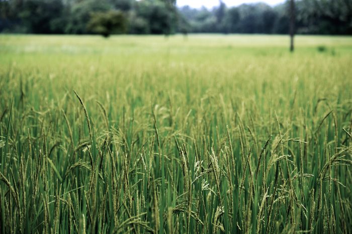 Le riz, votre allié santé! – rencontre avec une naturopathe